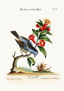 The Black and Blue Titmouse by George Edwards